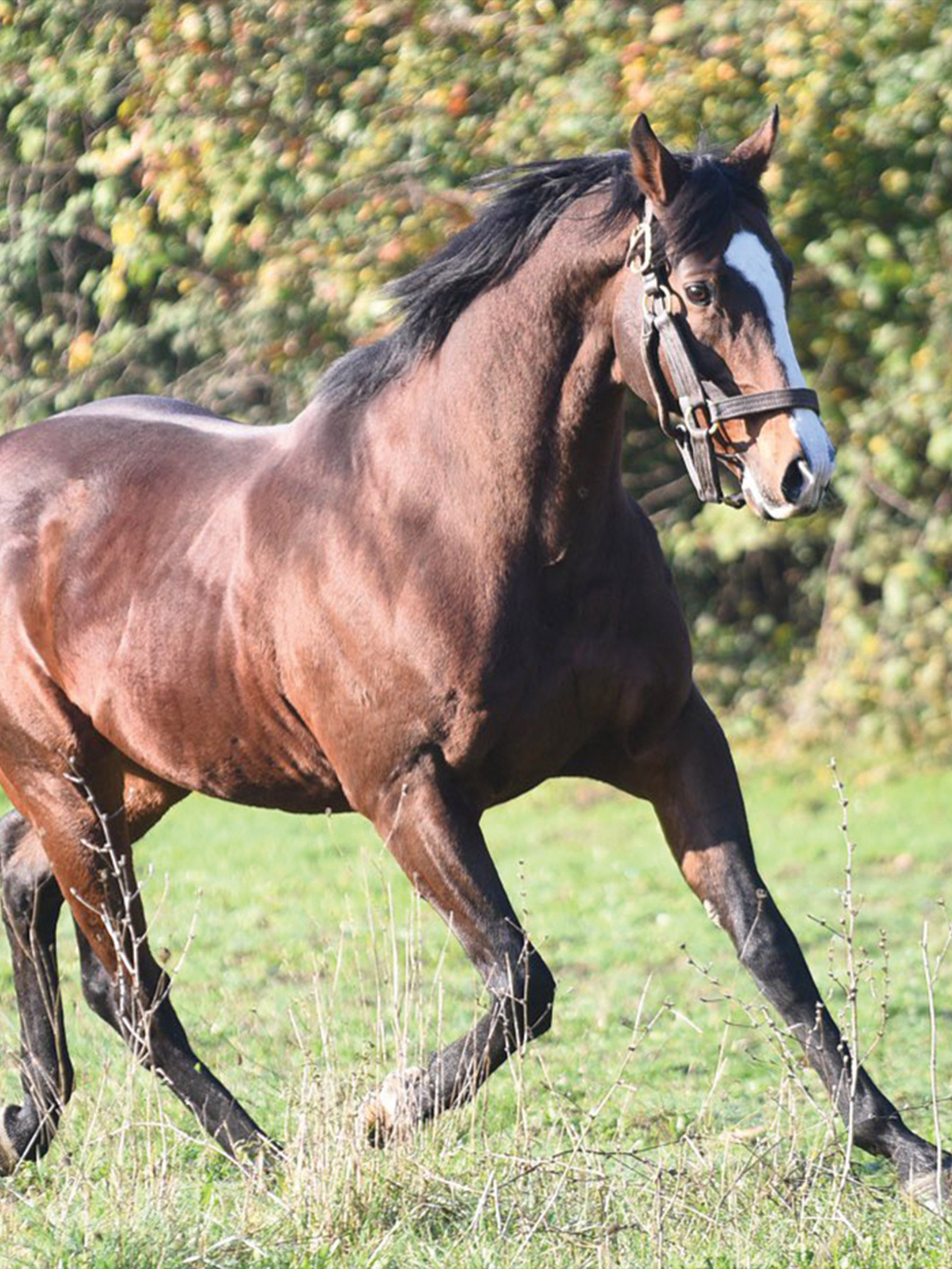 Yigit Stud | Yarışçılık ve Yetiştiricilik