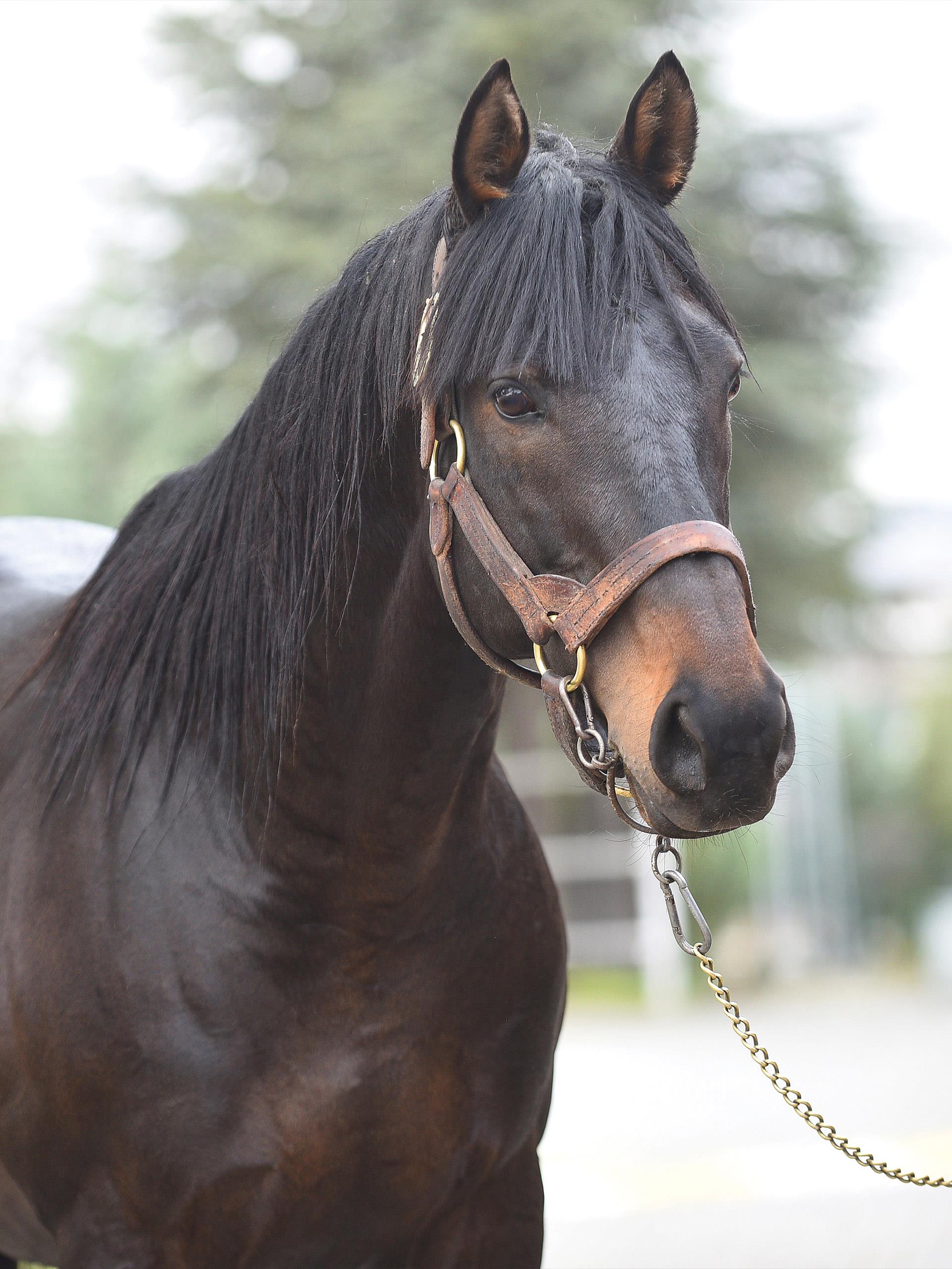 ARIZONA by No Nay Never